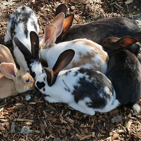Baumhaus Voglsam Apartamento Schonau (Rottal-Inn)